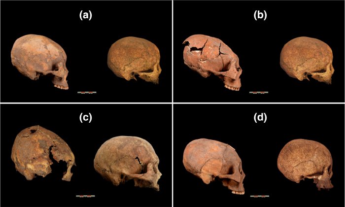 Обнаруженные в Китае черепа / <span>©Zhang et al., American Journal of Physical Anthropology, 2019</span>