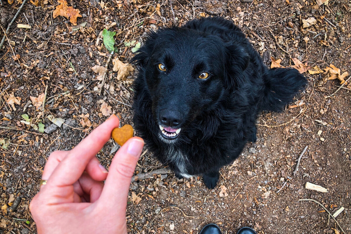 Кого собака выберет хозяином? Расследование с лапами и хвостом когда, первым, кресло, собаки, выбирает, просто, вожака, место, получает, чтобы, понимает, значит, куски, кормит, кто‑то, целая, лучше, семье, уважение, садится