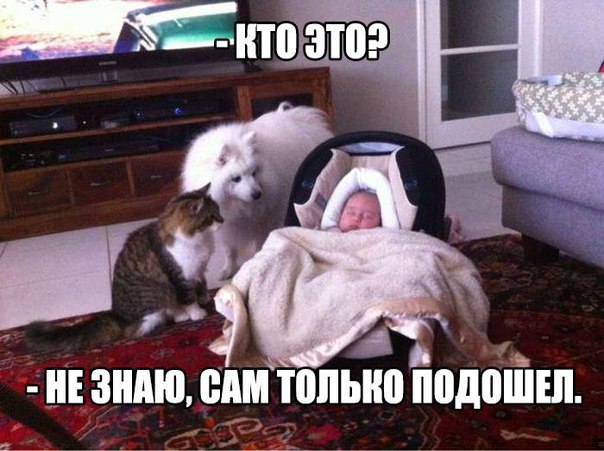 Подборка смешных и веселых надписей к картинкам для улыбки Подборка смешных и веселых надписей к картинкам для улыбки