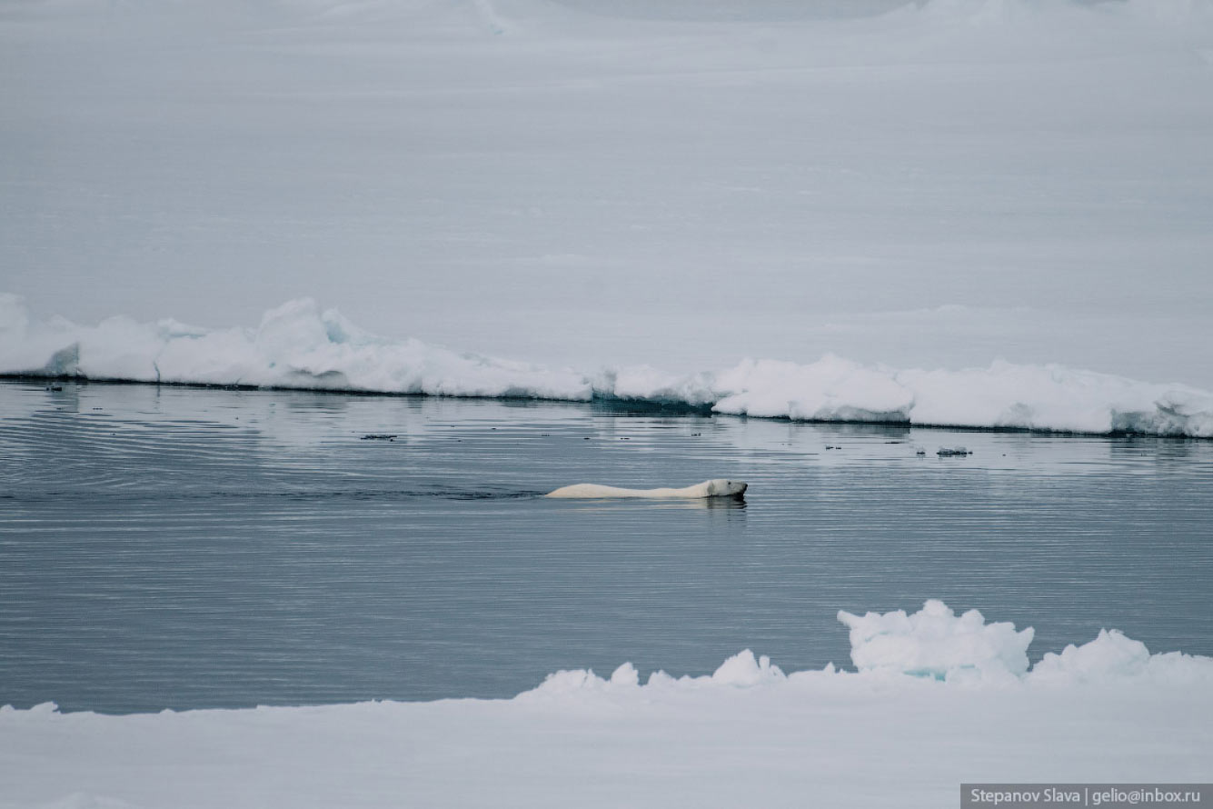 Белый медведь — хозяин Арктики Путешествия,фото