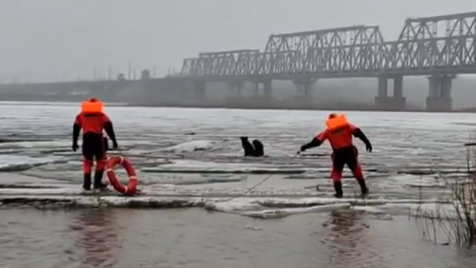 Двух собак, уплывших по реке на льдине, не спасли в Камне-на-Оби