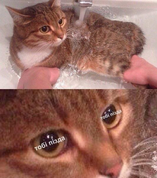 Очередная подборка картинок с подписями картинки с подписями, подборка, юмор