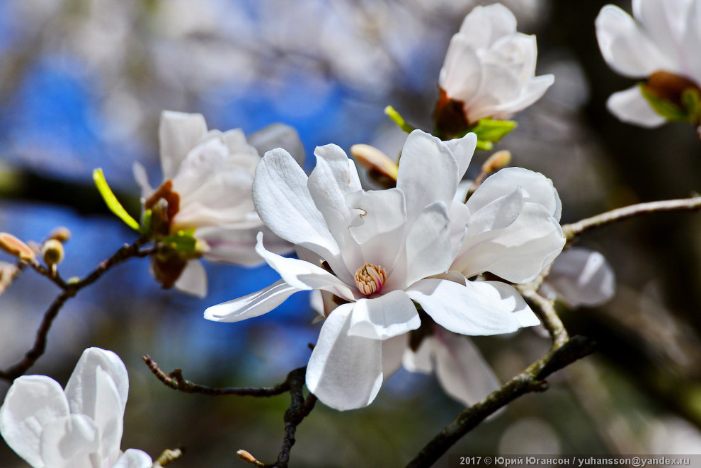 Прекрасное цветение крымской магнолии