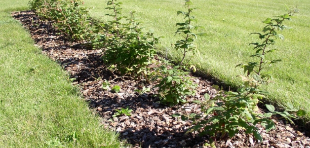 Посадка малины осенью – время и правила Посадка малины осенью – время и правила дача,сад и огород,садоводство