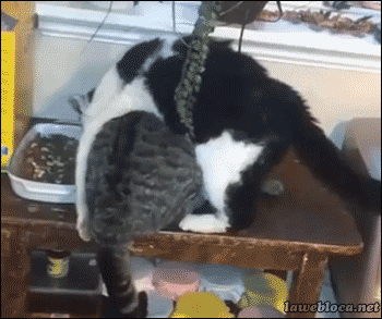 Подборка позитивных и веселых гифок из нашей жизни веселые гифки ржака