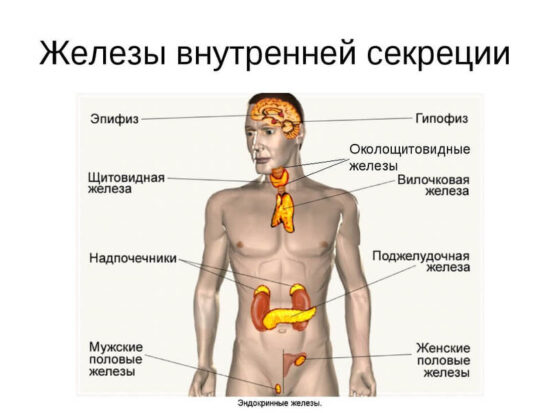 Железы внутренней секреции: Правила здоровья и долголетия