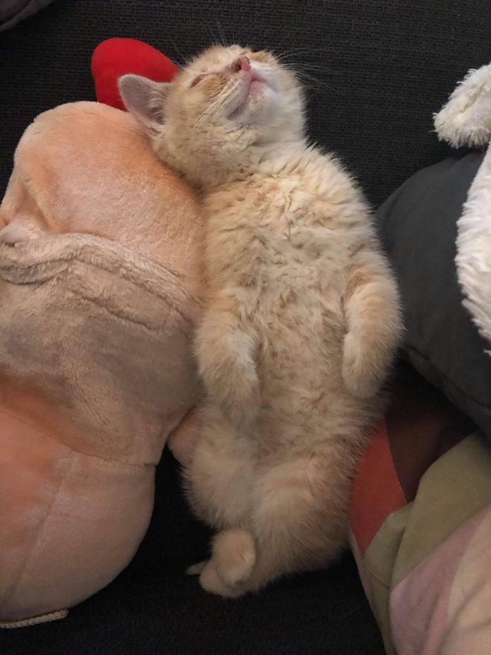 Без кота и жизнь не та