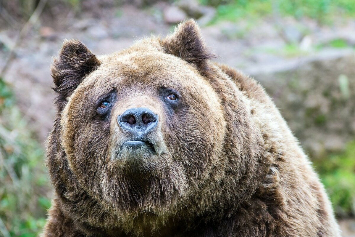 В Якутии старушка рычанием отпугнула медведя