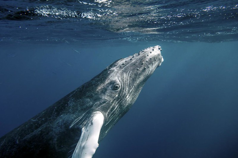 2,5 тонны пищи каждый день: охотничьи трюки китов Живое