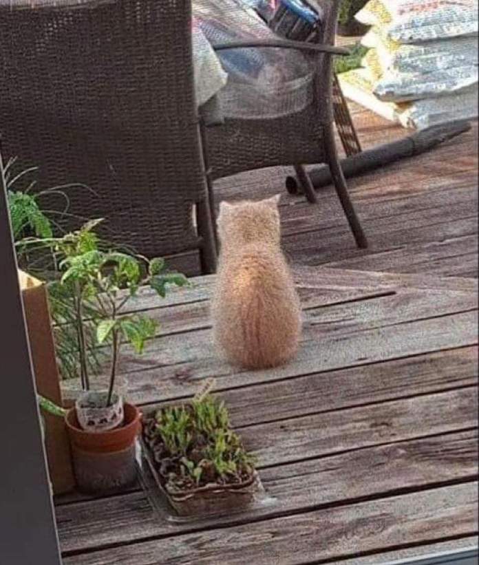 Без кота и жизнь не та