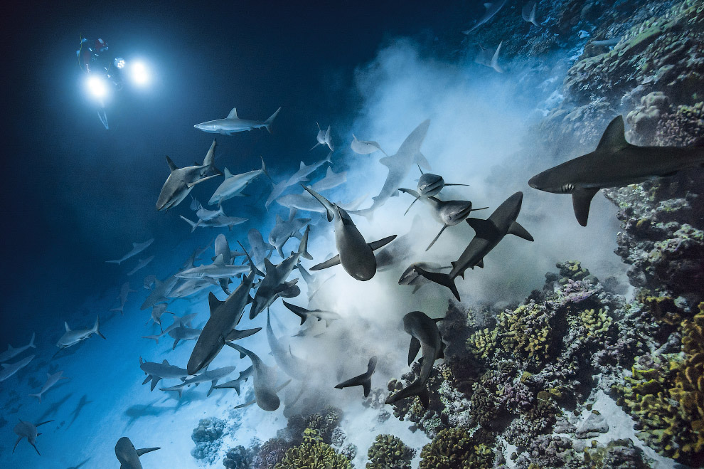 Shark Feeding Frenzy Shark Feeding Frenzy