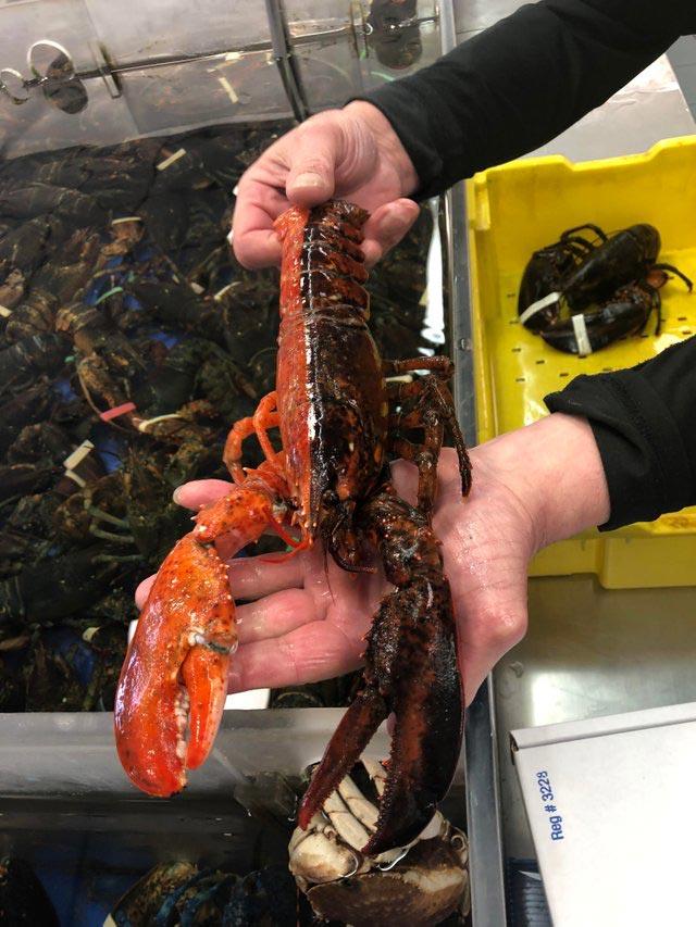 Фото редких животных и растений, о существовании которых многие точно не знали 