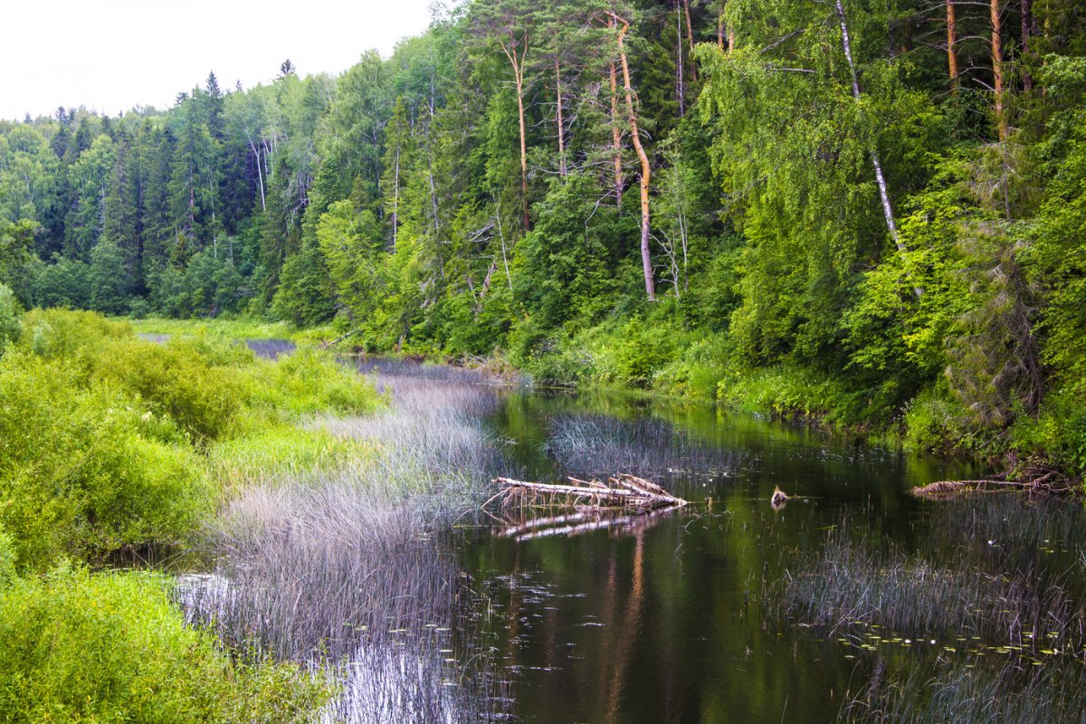 Река Болото Пейзаж Фото