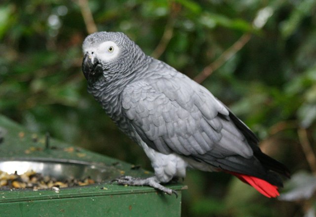 10 видов попугаев, которых легко научить говорить попугай, достаточно, очень, будет, природе, звуки, какаду, попугаев, также, способен, могут, птица, легко, времени, любят, быстро, может, человеческую, гораздо, весьма