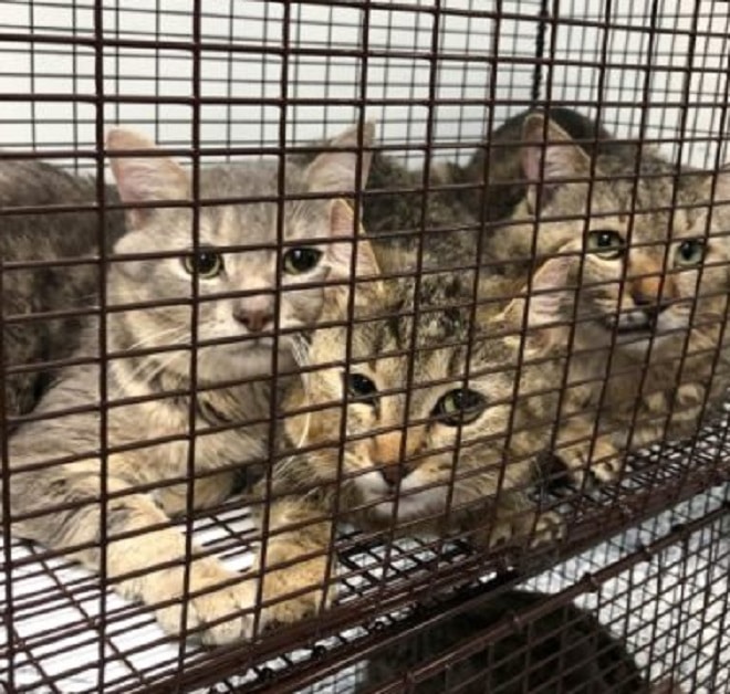 Коты за решеткой