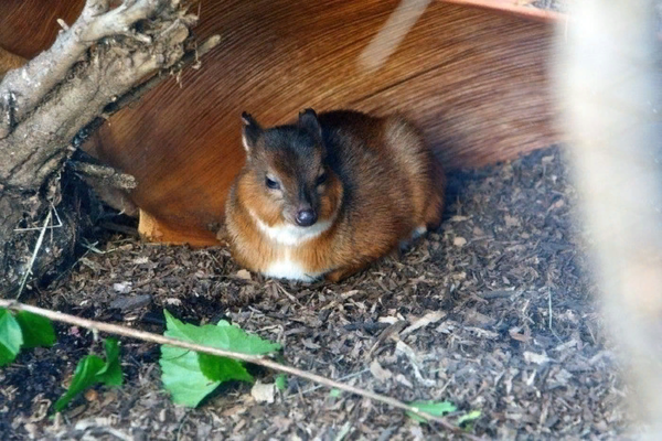 Карликовая Антилопа: Где живут олени размером с кошку? Карликовая Антилопа: Где живут олени размером с кошку?