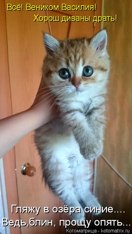 Хорошо быть ежиком – никто не сядет на шею веселые картинки,животные,позитив,Смешные животные,юмор