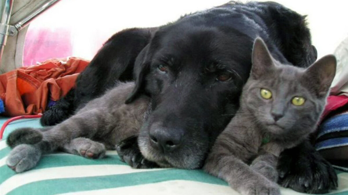 Говорящие коты и собаки. Пес и кот Череповец. Приблудилась собака. Картинка кот и пёс Зеленодольск фото.