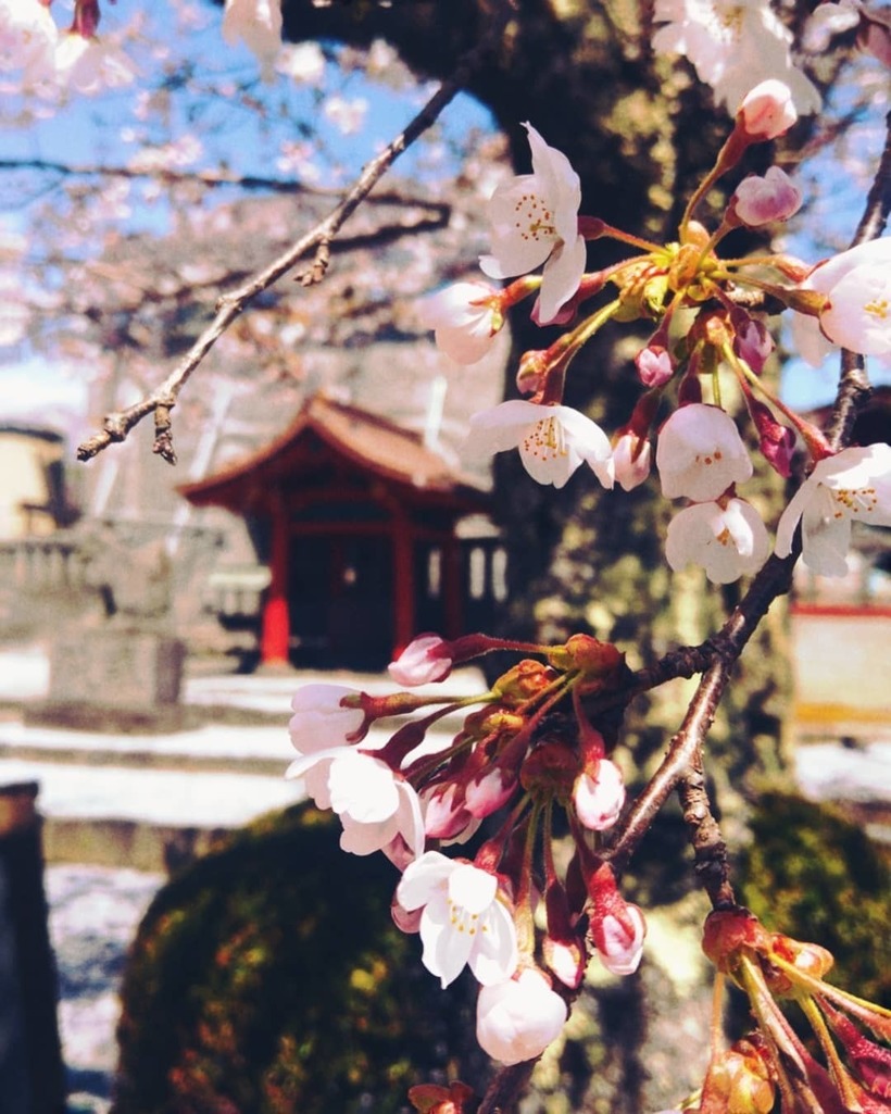 Как насладиться цветением сакуры в Японии в условиях карантина 