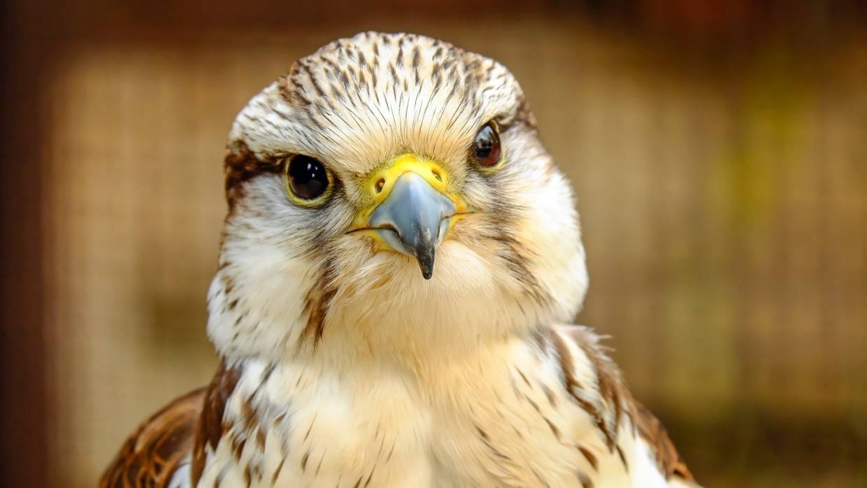 Петербуржцы спасли получившего травмы краснокнижного сокола-дербника