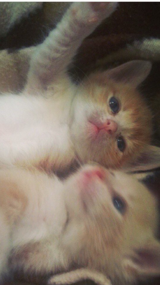 WtcUbvqTqWc