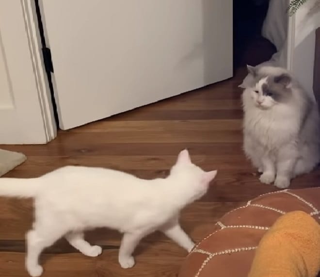 Кот и котенок