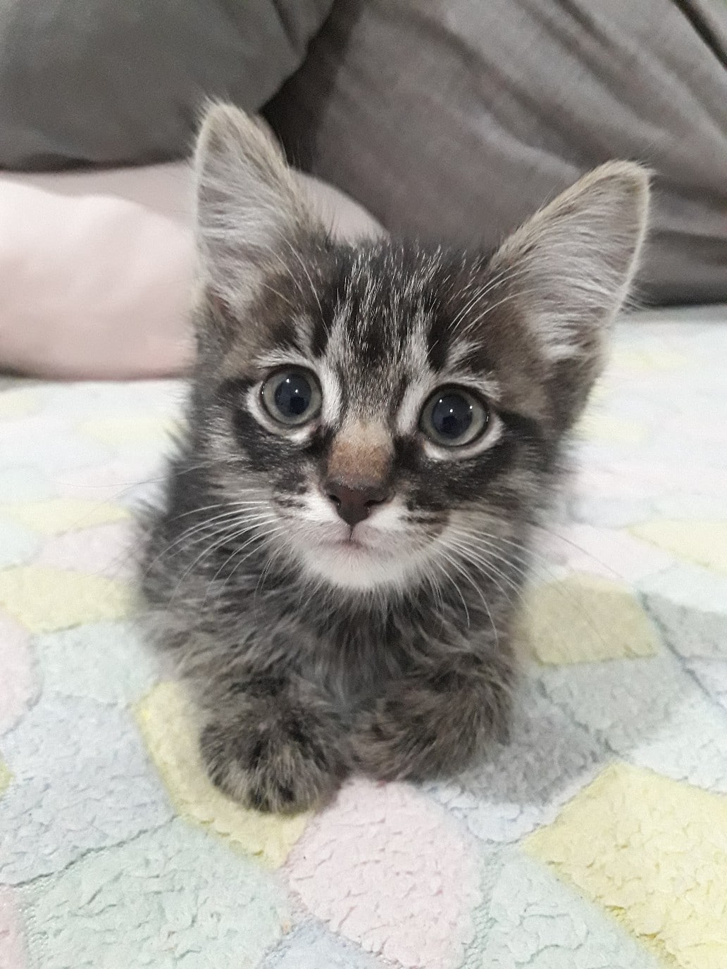 котенок в доме