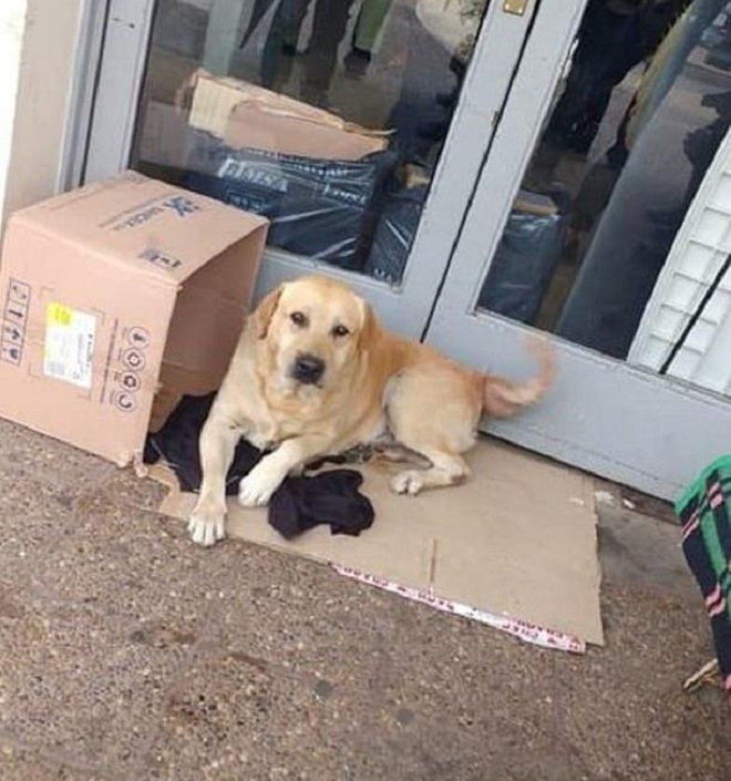 Пес надеялся, что хозяин выйдет из больницы и заберет его домой, не зная, что видит его в последний раз