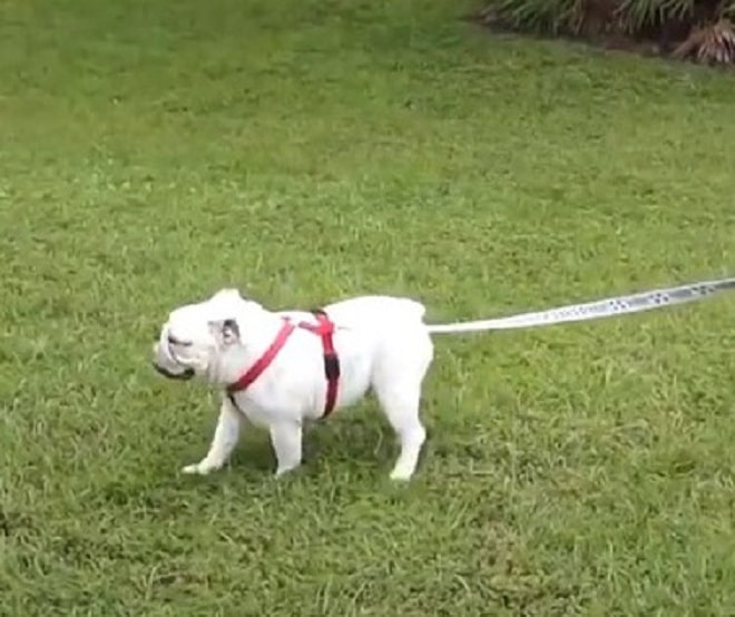 Собака идет