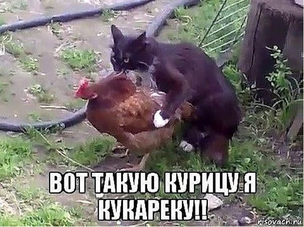 Прикольные картинки с надписями ржачные 