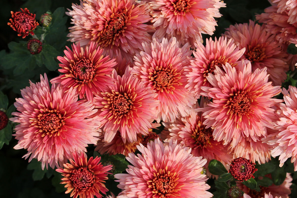 Хризантемы корейки. Хризантема корейская (Chrysanthemum koreanum. Хризантема корейская «hebe». Хризантема корейская Терра Росса. Хризантема Балтика розовая.
