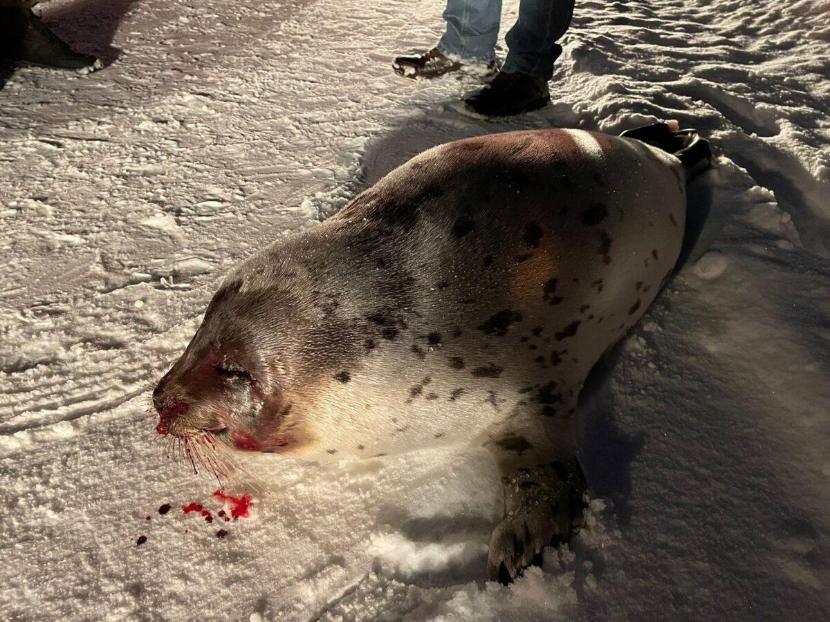 В Мурманской области выпустили «в среду обитания» найденного на трассе раненого тюленя