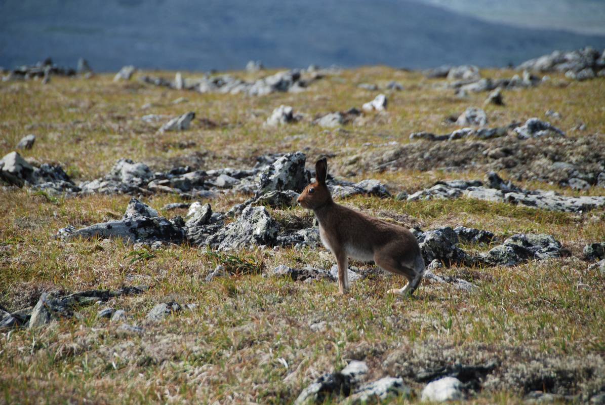 Северный Урал. По стране каменных городов Северный Урал. По стране каменных городов природа