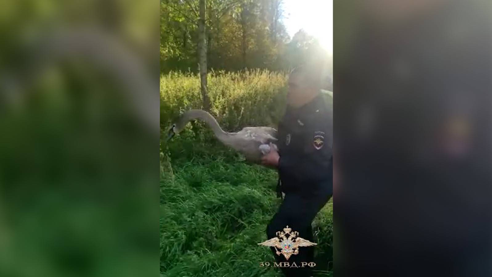 Калининградские полицейские спасли оказавшегося на трассе молодого лебедя