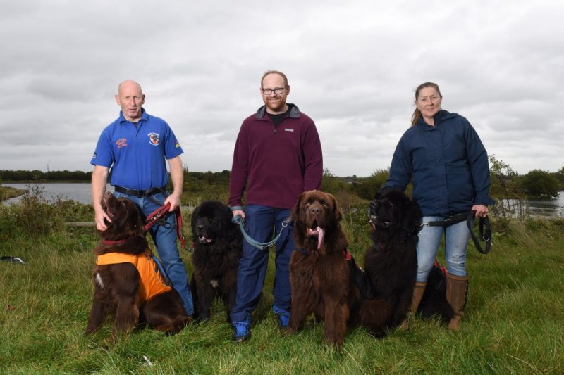 Ньюфаундленды - нежные гиганты, которые спасают жизни Ньюфаундленды - нежные гиганты, которые спасают жизни