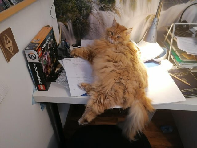 Наглые морды и туши, командующие в наших домах 