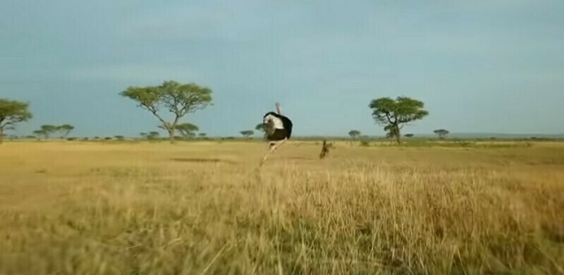 Видео: почему гепарды боятся страусов