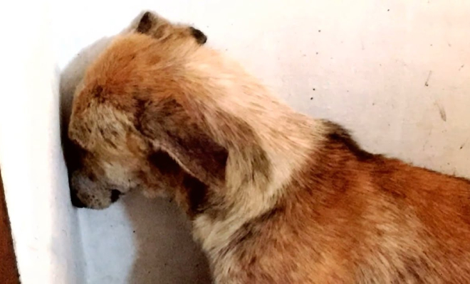Люди взяли домой из приюта собаку и она стала все время смотреть в стену. На помощь пришли другая собака