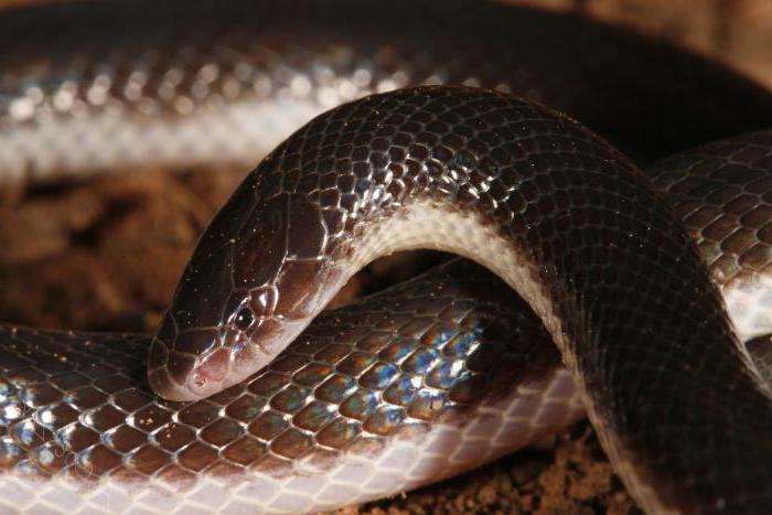Шпильковая змея: описание, фото. Укус шпильковой змеи