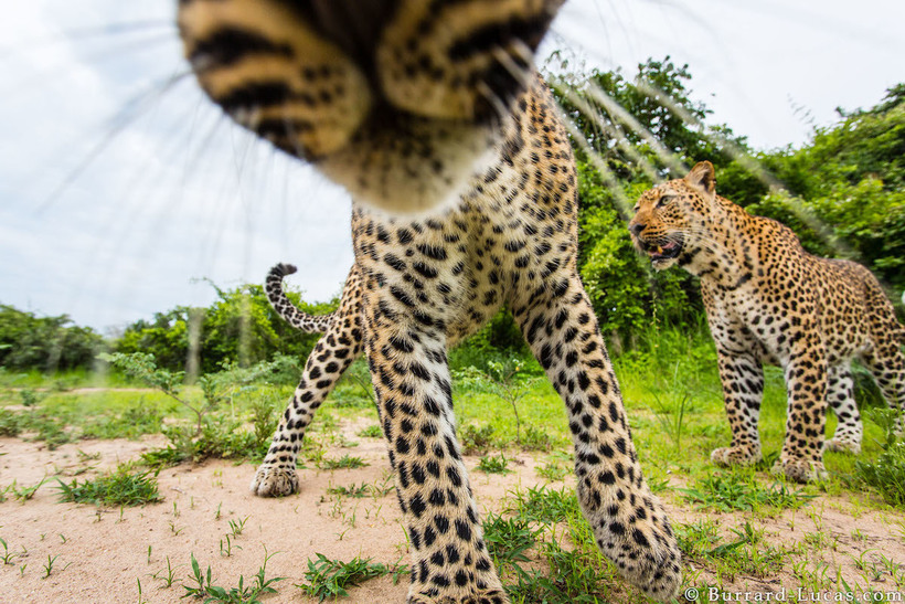 Потрясающая африканская дикая природа крупным планом: 15 захватывающих фото