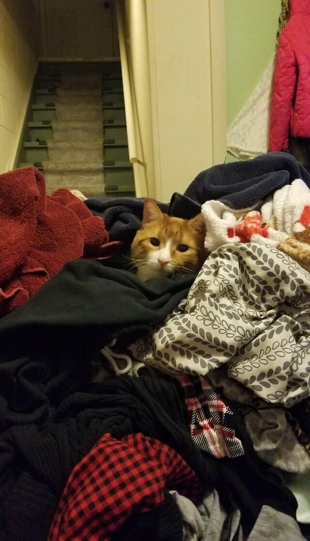 Наглые морды и туши, командующие в наших домах 