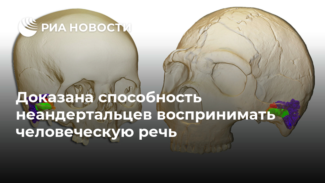 Доказана способность неандертальцев воспринимать человеческую речь