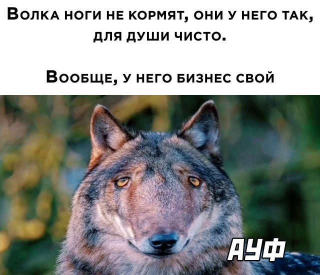 Волка ноги кормят прикольные картинки