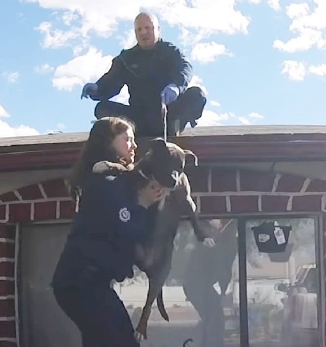 Собаку спасают