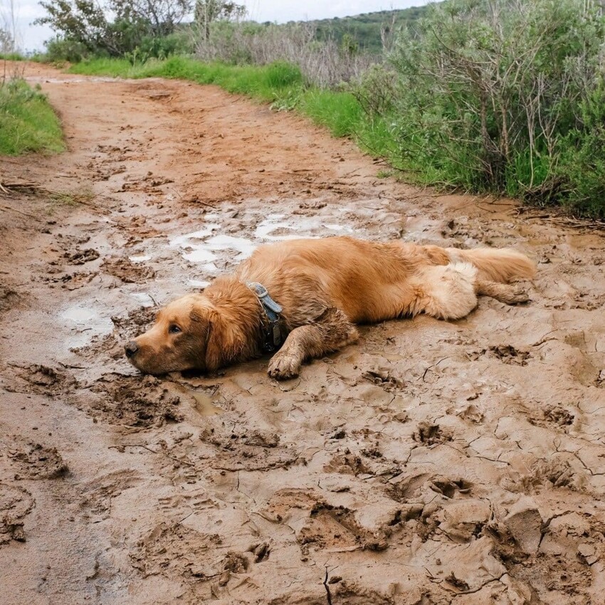 Собаки, которых хлебом не корми, дай как следует вываляться в грязи грязи, чтобы, после, собак, только, избежать, пёсики, может, лужам, место, попытайтесь, выполнять, команды, чрезмерно, активен, равно, тянется, отвлечь, подумать, вкусняшками