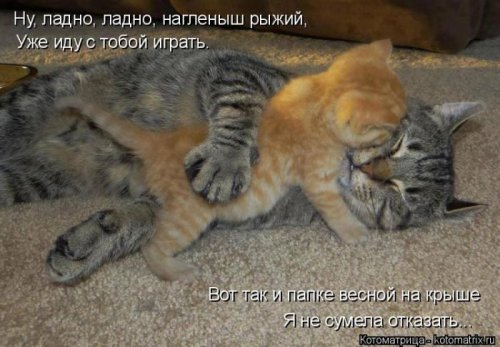 Свежая котоматрица (29 фото)