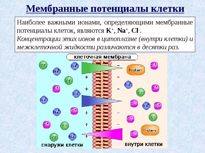 Содержание каких ионов. Мембранный потенциал ионов клетки. Проницаемость клеточной мембраны ионами. Градиент концентрации ионов мембранный потенциал. Мембранный потенциал покоя клетки.