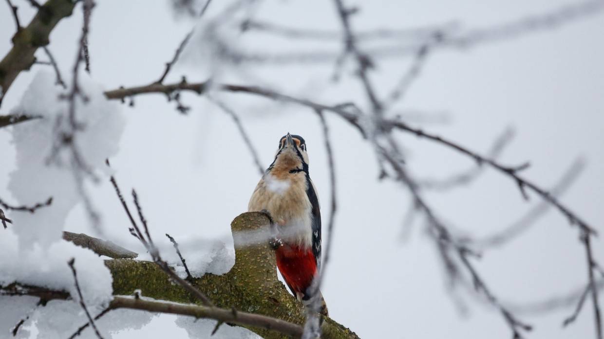 Пять видов редких дятлов обнаружили в Ново-Переделкине