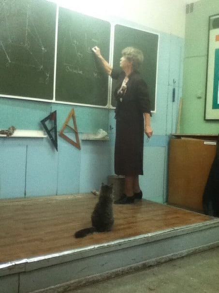 Неожиданные места обитания очаровательных пушистых любимцев не всё так грустно