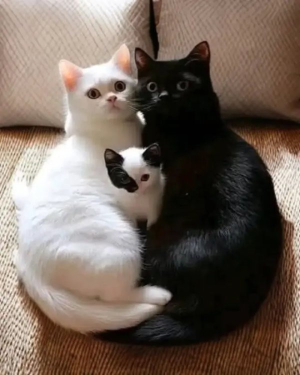 Прикольные мемы для тех, кто любит кошек: «Странный шум внизу…» 